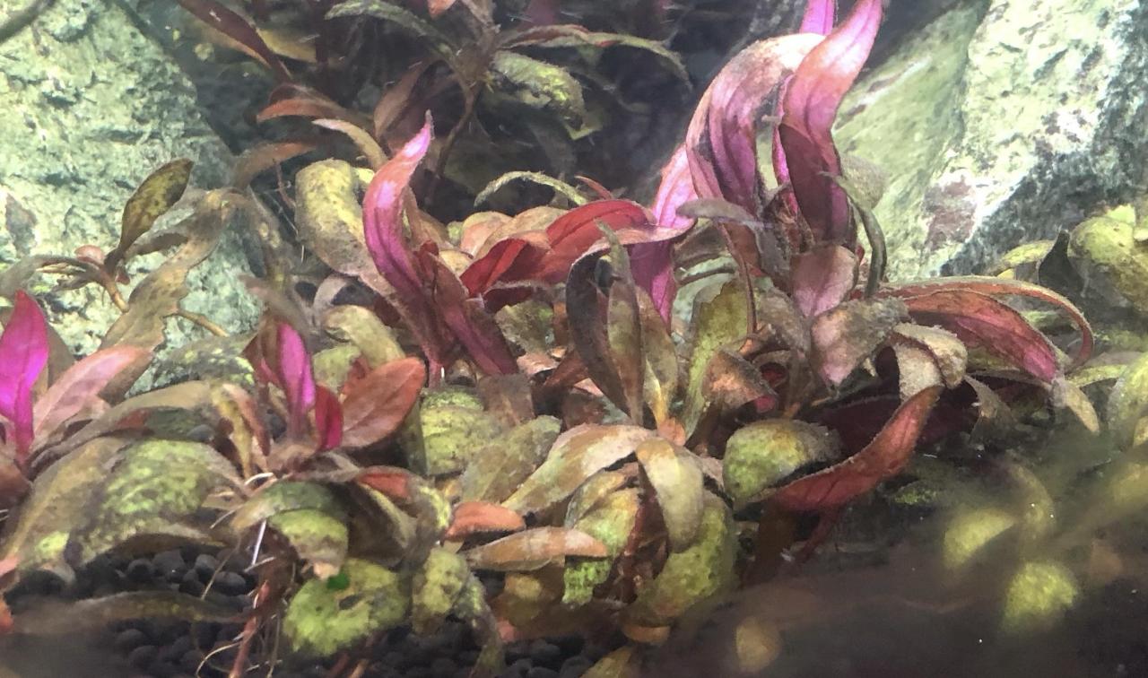 Transitioning Aquarium Plants from Emersed to Submersed