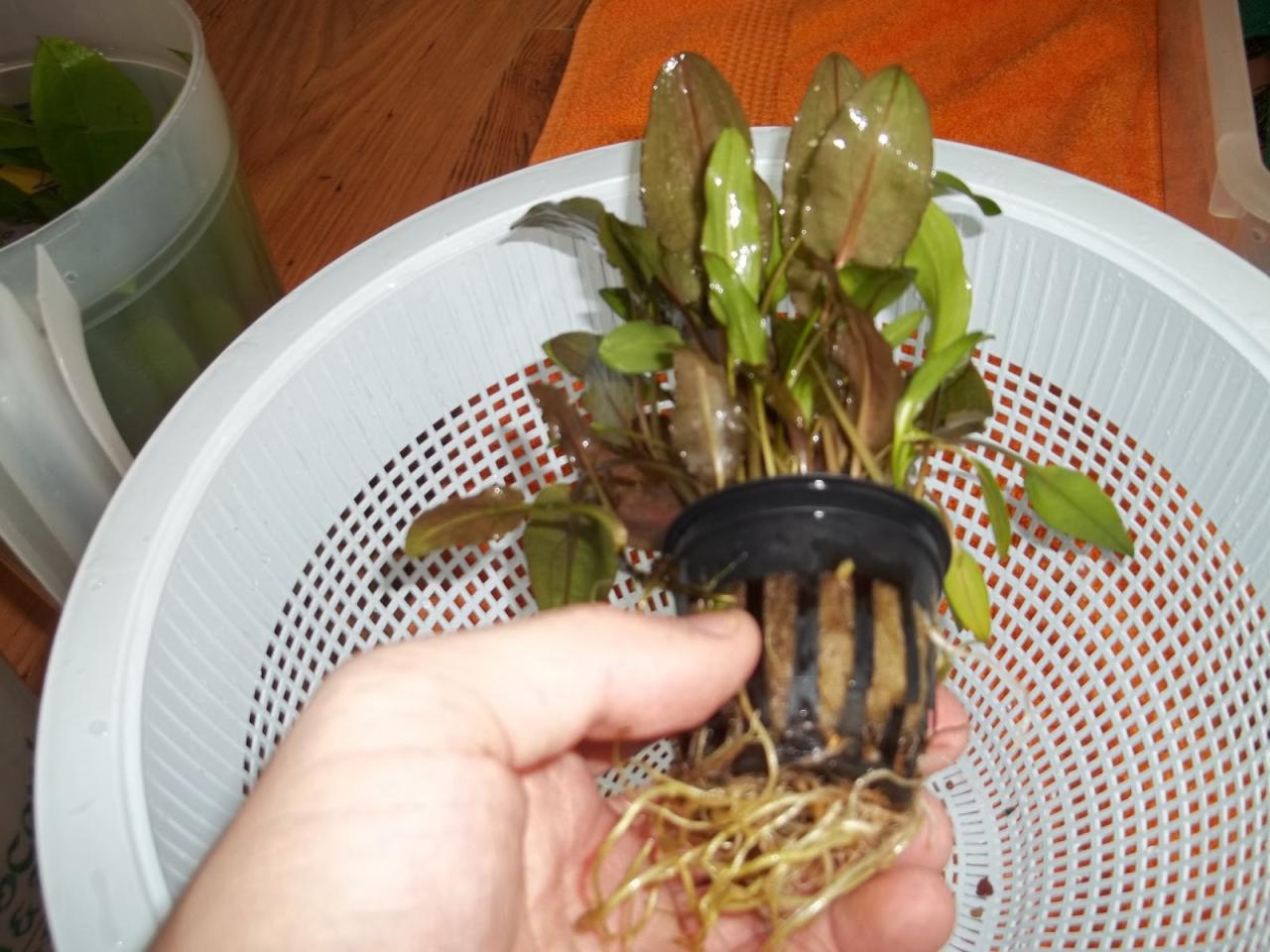 Clean Your Aquarium Plants And Keep Your Fish Healthy [2022]