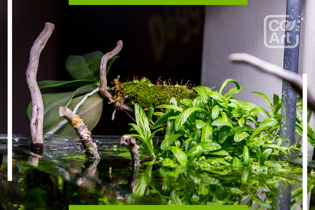 Emersed vs Submersed Grown Aquarium Plants: Why Does it Matter? – AQUALABS