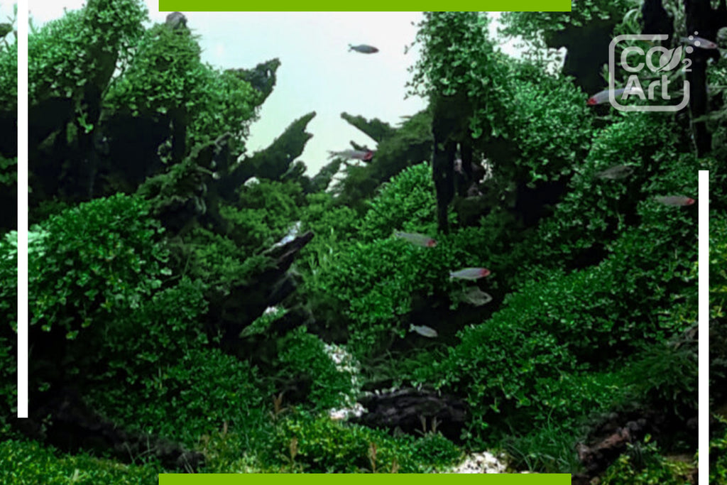 Emersed vs submerged grown aquatic plants for aquascaping