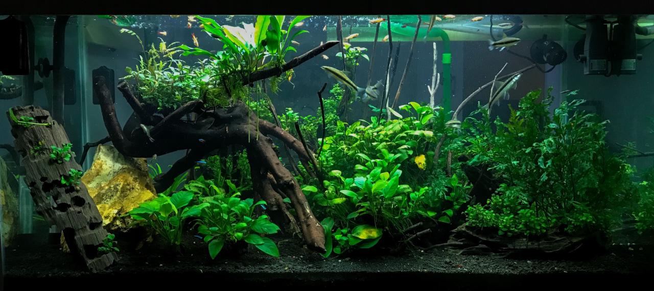 Aquascape Jungle Theme - Aquascape Ideas