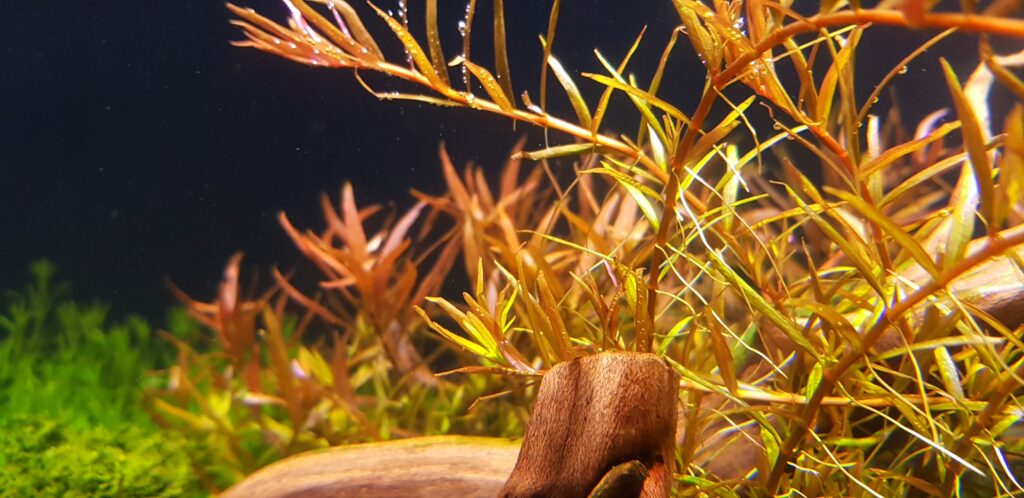 1 Week Old Planted Aquarium, Plants Melting/Dissolving But Certain ...