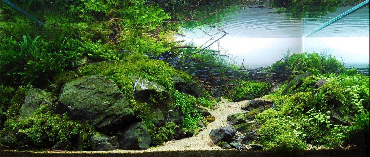 Aquascape Wallpapers - Top Free Aquascape Backgrounds - WallpaperAccess