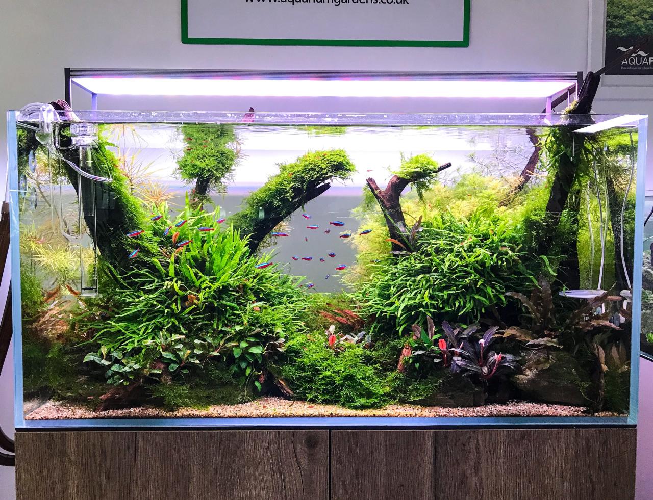 Jungle Aquascape 60cm - aquascape Jungle Aquascape 60cm - aquascape