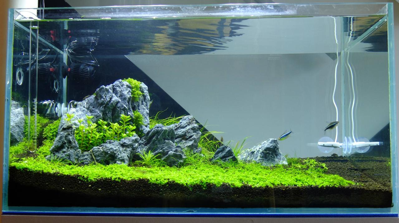Iwagumi Aquascape - How To and Guide - AquariumStoreDepot