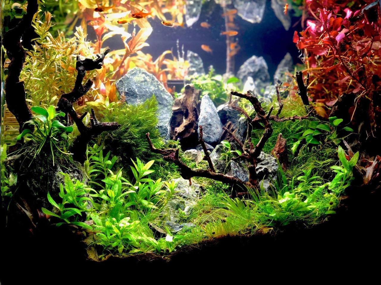 Aquascape Wallpapers - Top Free Aquascape Backgrounds - WallpaperAccess Aquascape Wallpapers - Top Free Aquascape Backgrounds - WallpaperAccess
