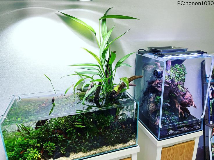 Planted Aquarium Setup | Planted aquarium, Aquarium, Aquarium garden