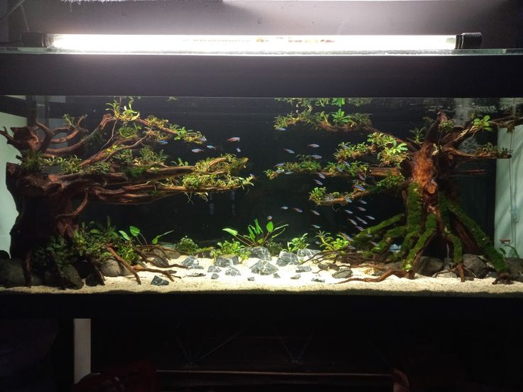 Aquascape jungle style | Acuario