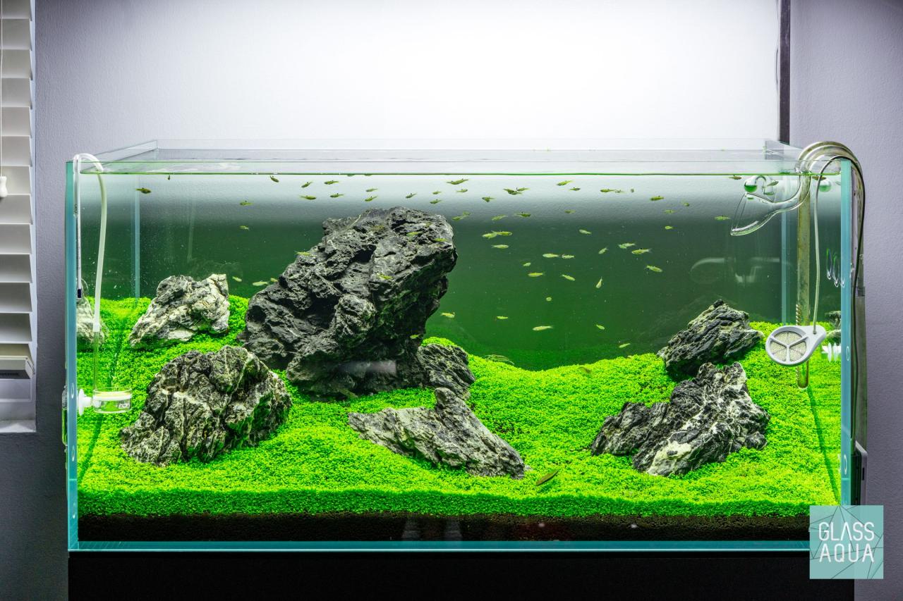 Coolest Aquascapes - Aquascape Ideas Coolest Aquascapes - Aquascape Ideas