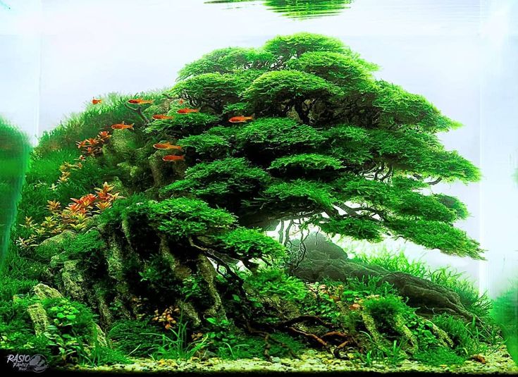 Awesome Jungle Style Aquascape | Aquascape, Aquascape design, Aquatic ...