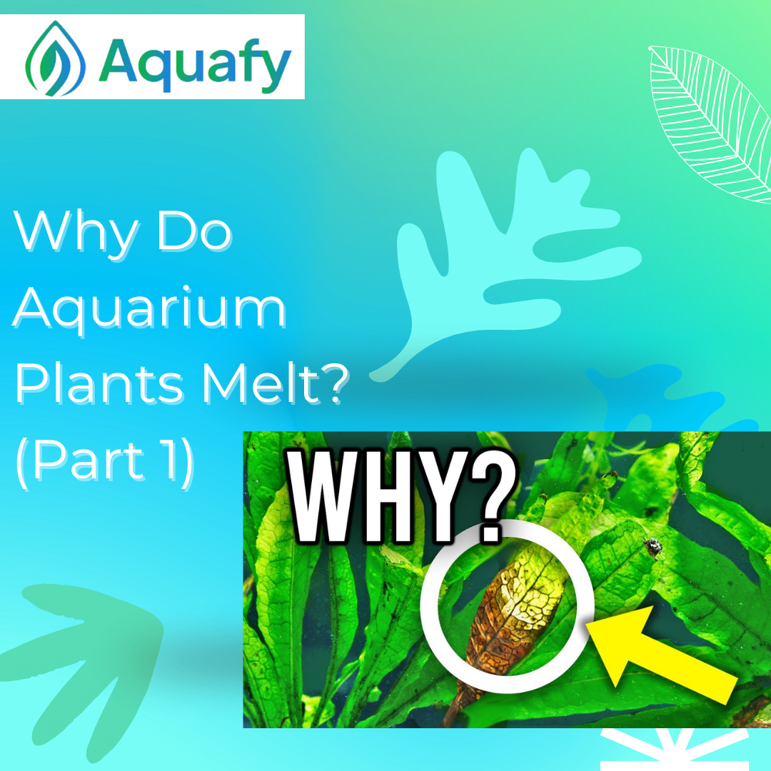 5 Ways To SAVE Melting Aquarium Plants Before It's Too Late
