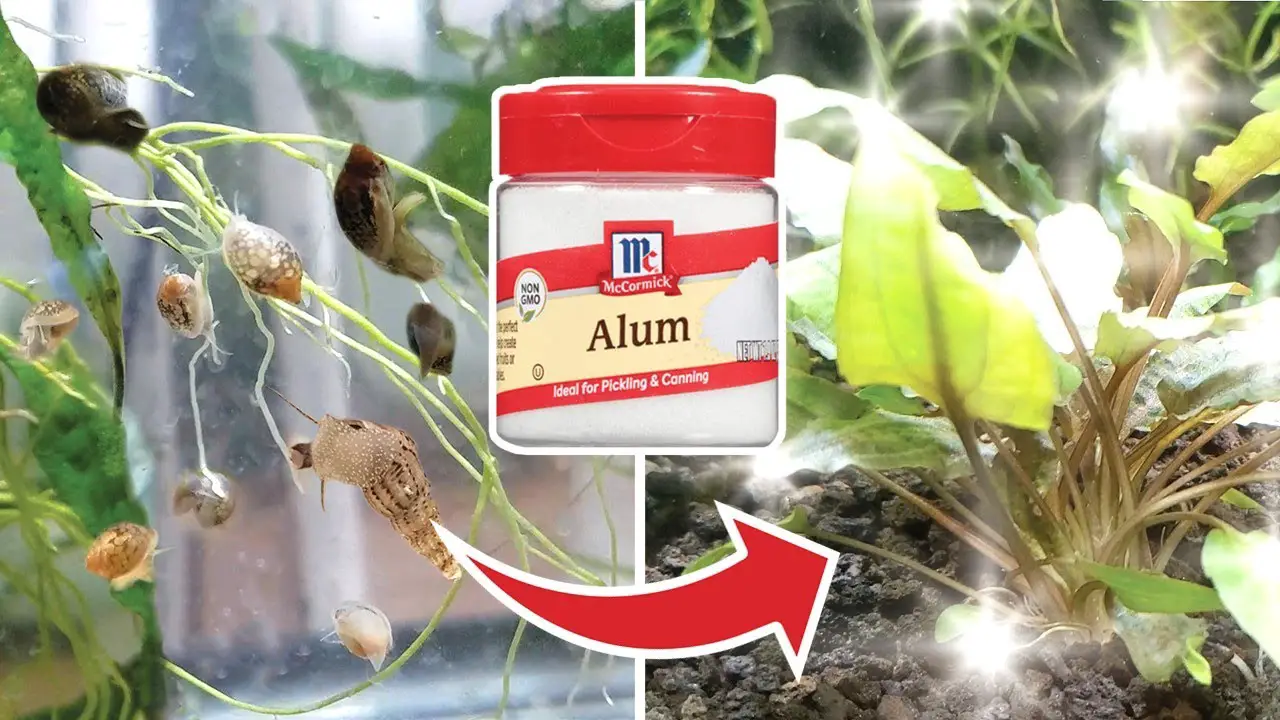 When And How To Use An Alum Dip For Aquarium Plants? - Betta Fish World