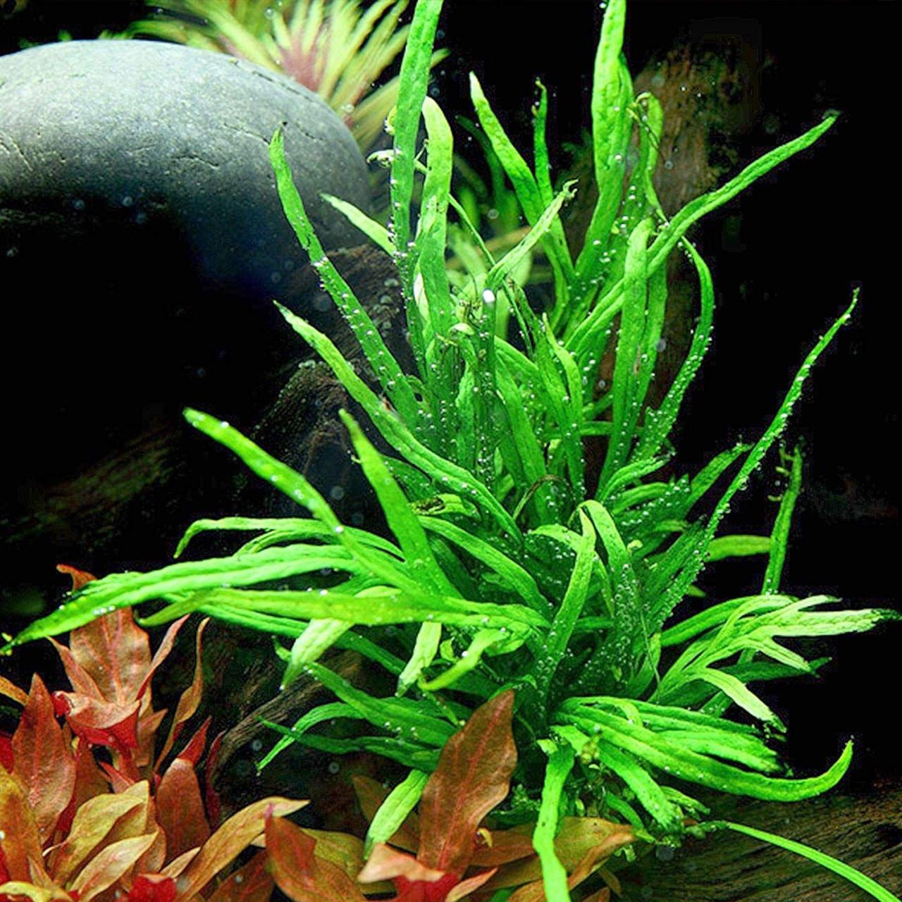 Java fern aquarium plant - uploadjery