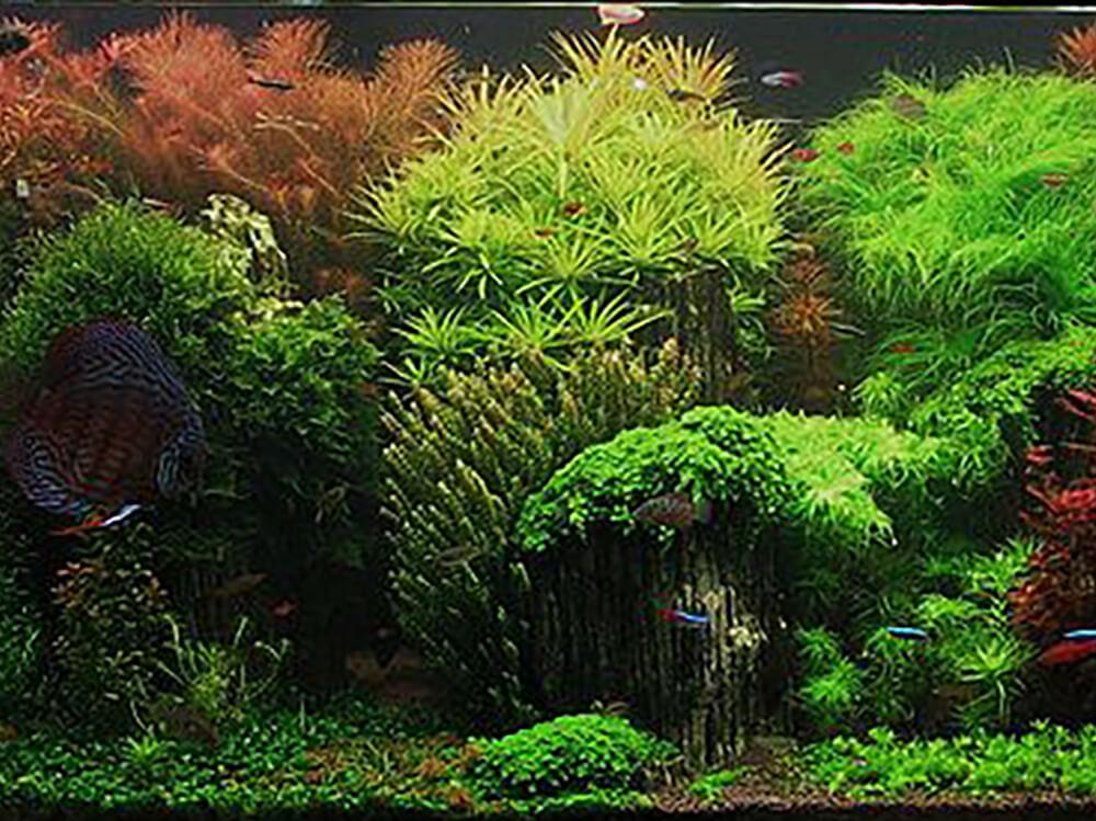 How to plant aquarium plants - Help Guides