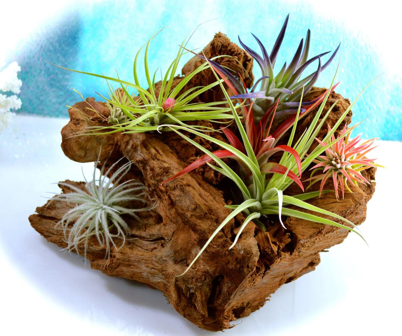 Anyone else glue plants to rocks and driftwood? : r/PlantedTank Anyone else glue plants to rocks and driftwood? : r/PlantedTank