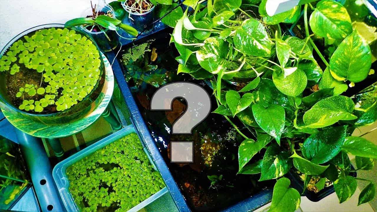 How to remove pests from aquarium plants? Alum dip – Aquarium Shrimp ...