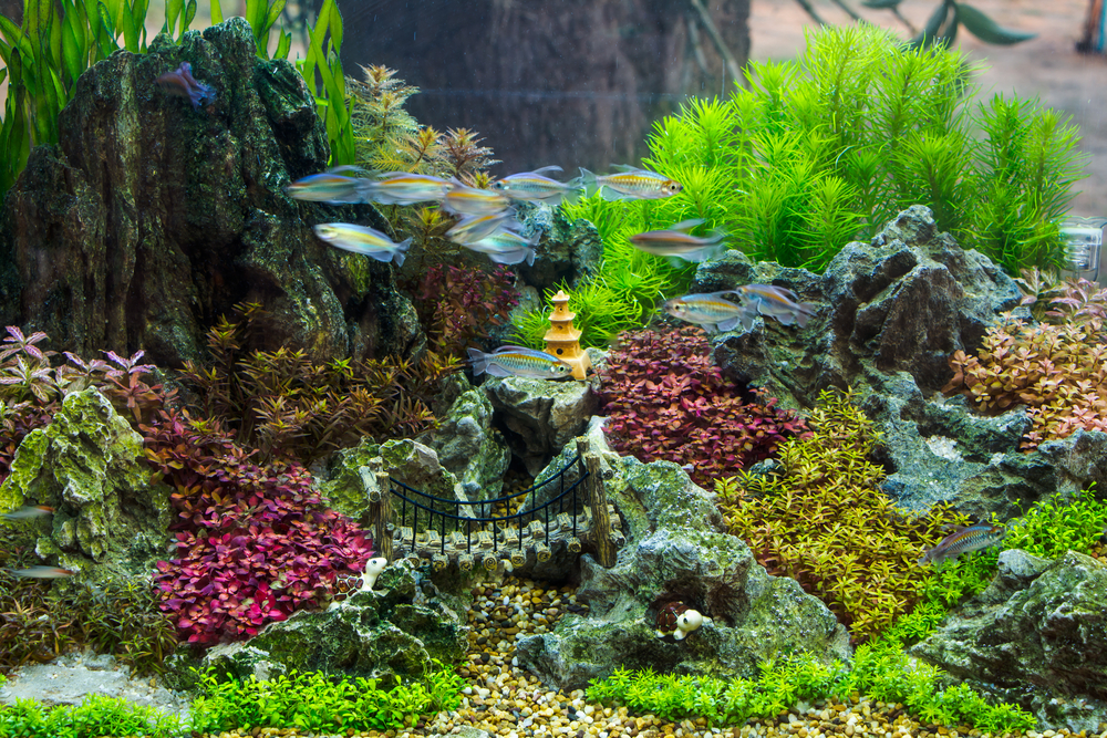 A Complete Aquascaping Guide: Simple Aquascape Ideas For Beginners ...