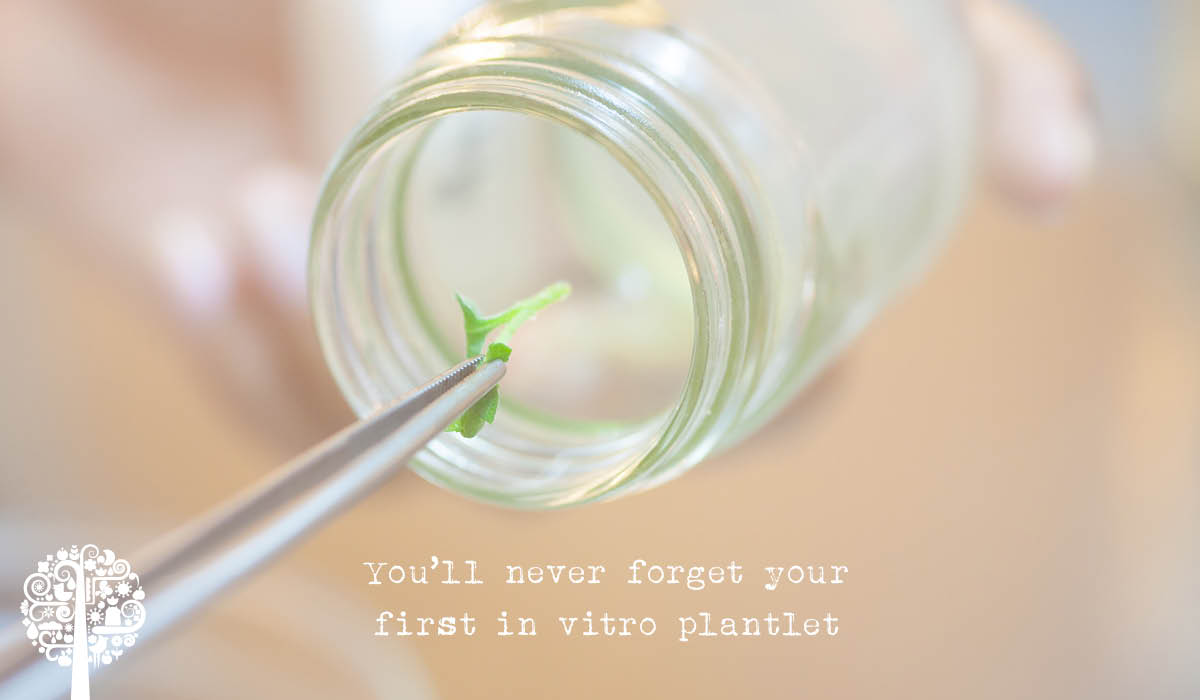 How To Acclimate Your Tissue Culture – Orange Lake Nursery