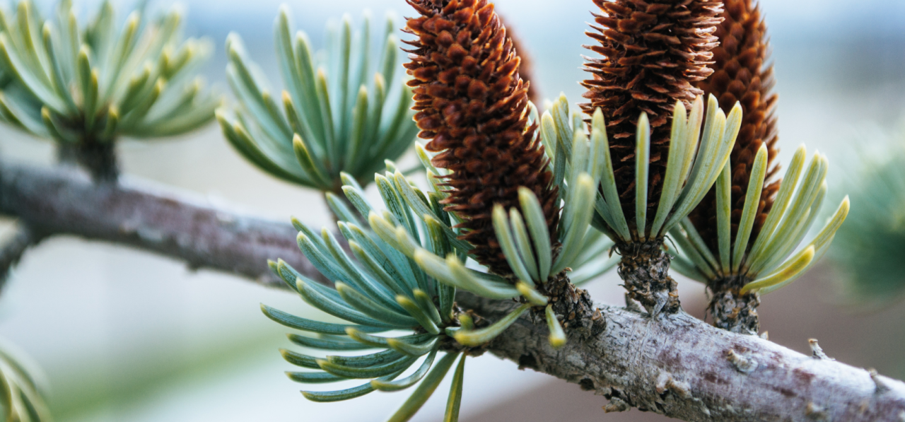 How to Properly Acclimate Tissue Culture Plants - Plant Cell Technology