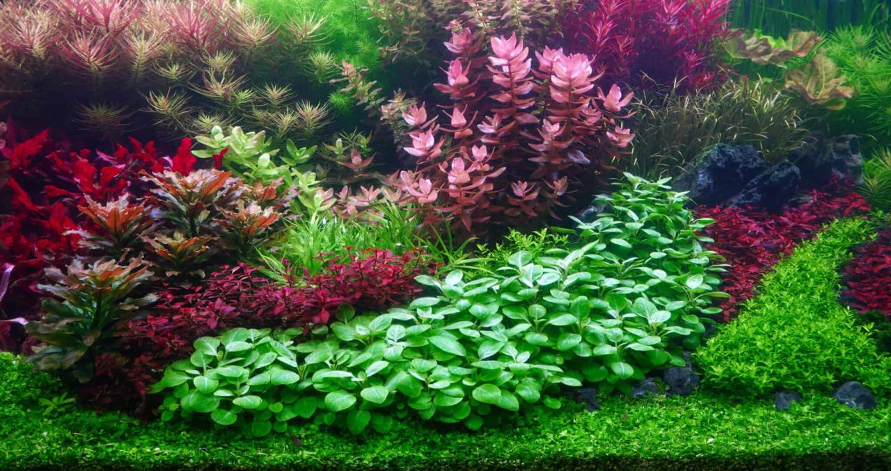 How To Arrange Aquarium Plants In Your Tank - Fish Tank Nerd