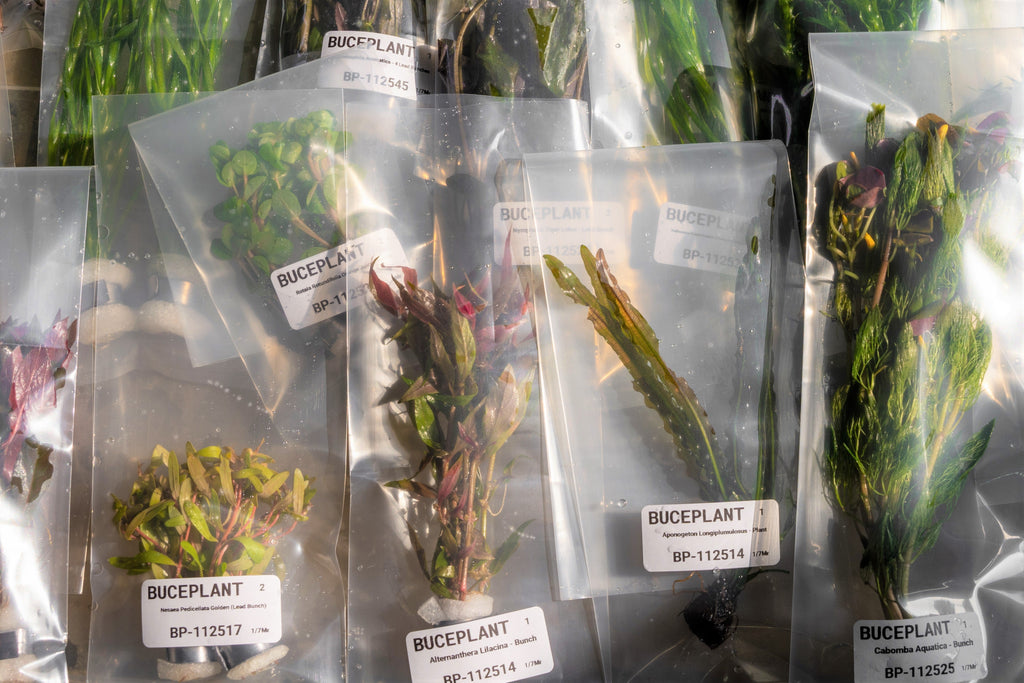 Emersed vs. Submerged-Grown Aquatic Plants for Aquascaping — Buce Plant