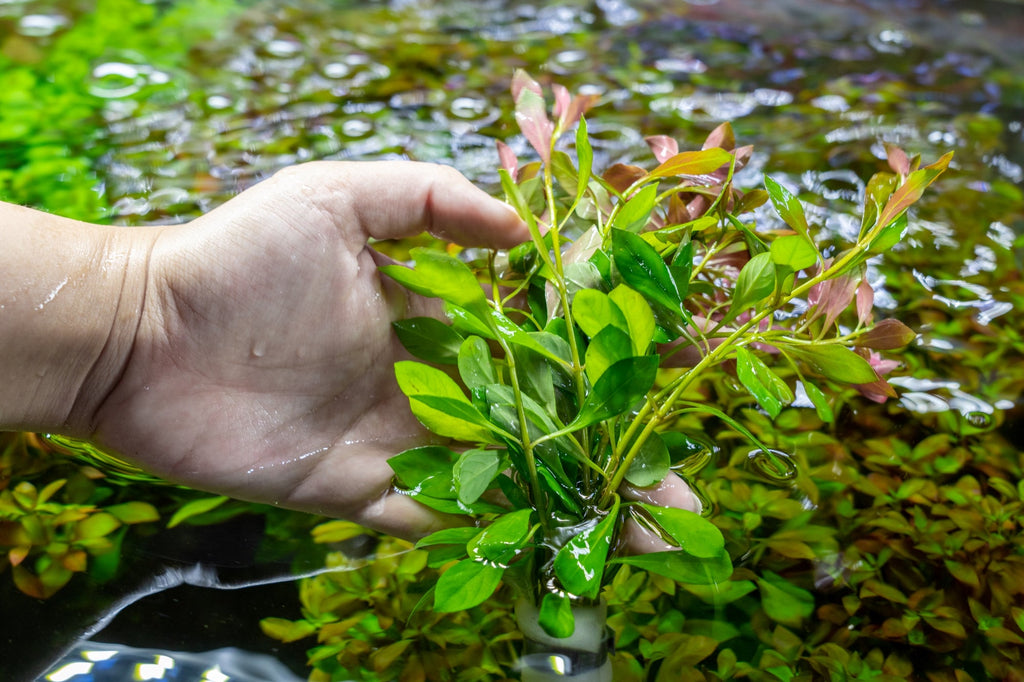Emersed vs. Submerged-Grown Aquatic Plants for Aquascaping — Buce Plant