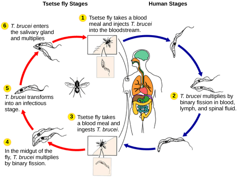 Excavata | Biology for Majors II