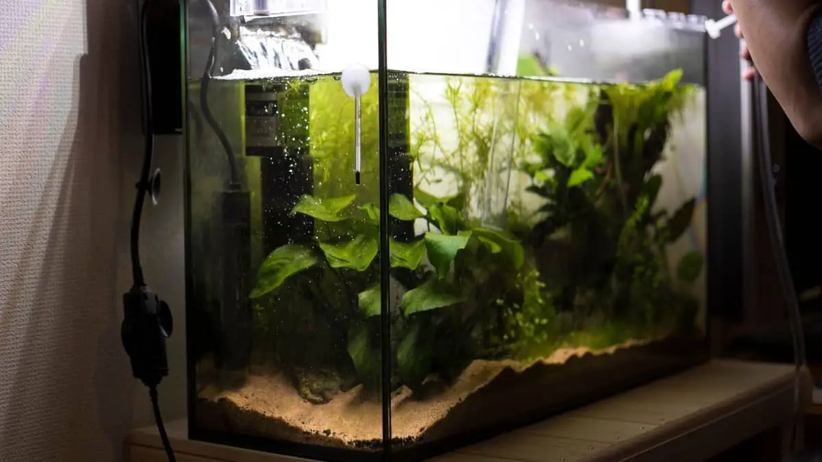 How To Trim Aquarium Plants: A Guide of Easy Steps To Follow ...