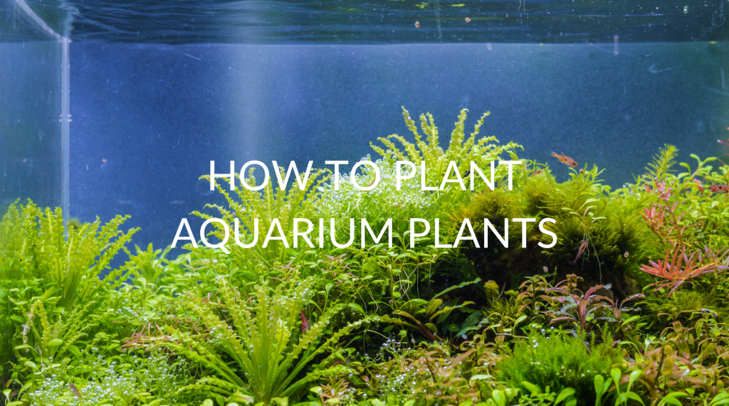 How To Plant Aquarium Plants - Betta Care Fish Guide