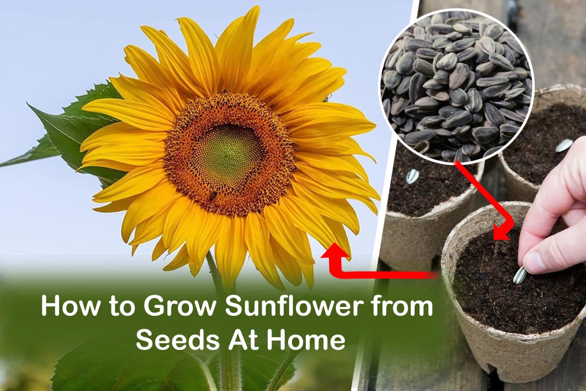 How Do Plants Produce Seeds at Gabriela Brockington blog
