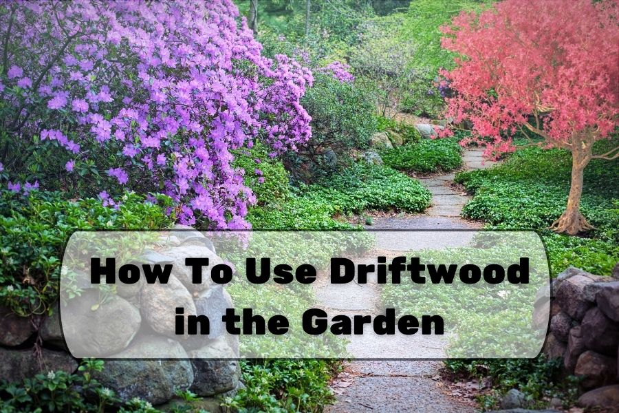 3 Ways To Attach Succulents To Driftwood To Get Them To Grow 3 Ways To Attach Succulents To Driftwood To Get Them To Grow