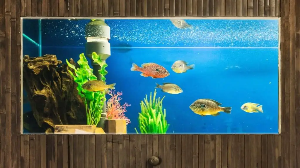 How To Clean Aquarium Plants With Hydrogen Peroxide? How To Clean Aquarium Plants With Hydrogen Peroxide?