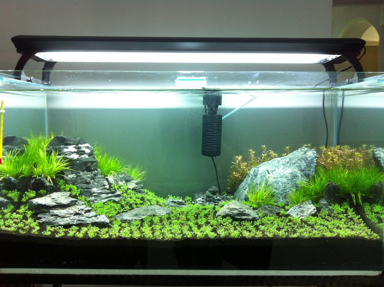 First attempt at Iwagumi style : r/Aquascape