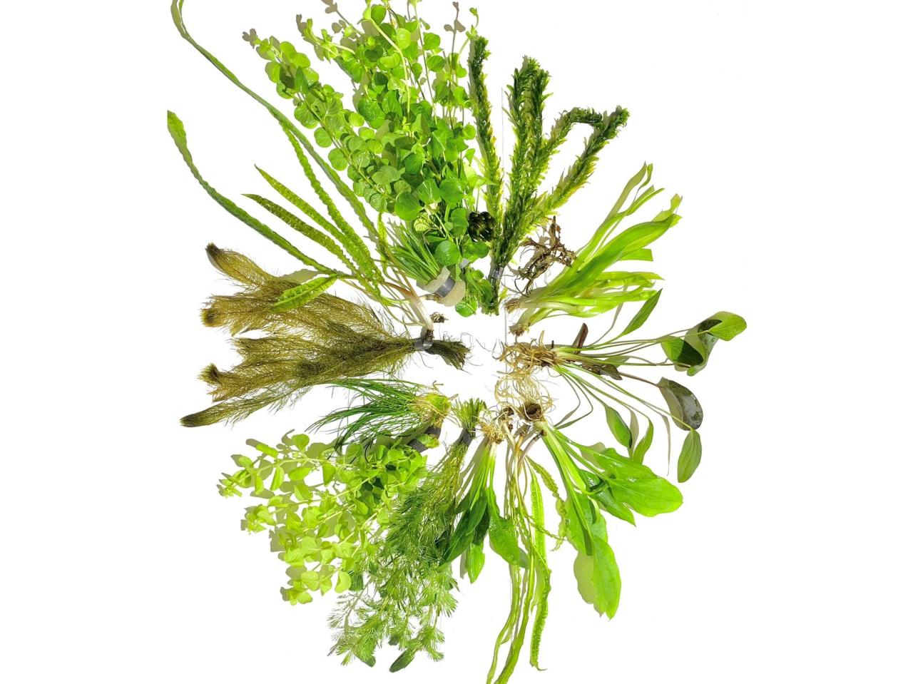 How to pack and ship plants across the country | Popular Science