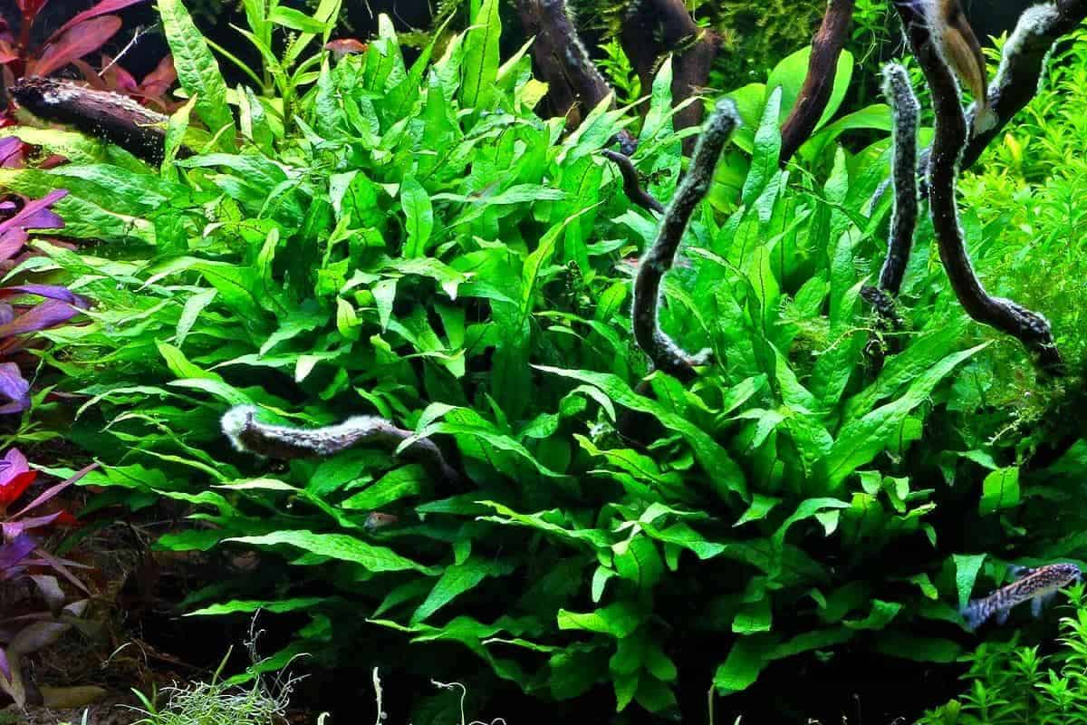 Java Fern Narrow Leaf on Metal Pad - Live Aquarium Plant ...