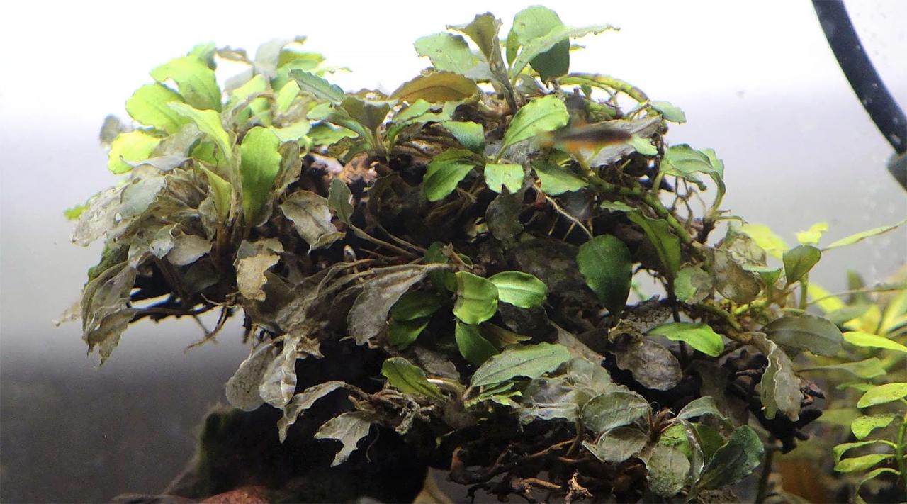 Causes of Your Melting Aquarium Plants and How To Fix - Fish Tank Nerd