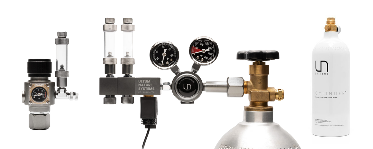 6 Easy Steps to Bleach Dip Aquarium Plants — Buce Plant 6 Easy Steps to Bleach Dip Aquarium Plants — Buce Plant