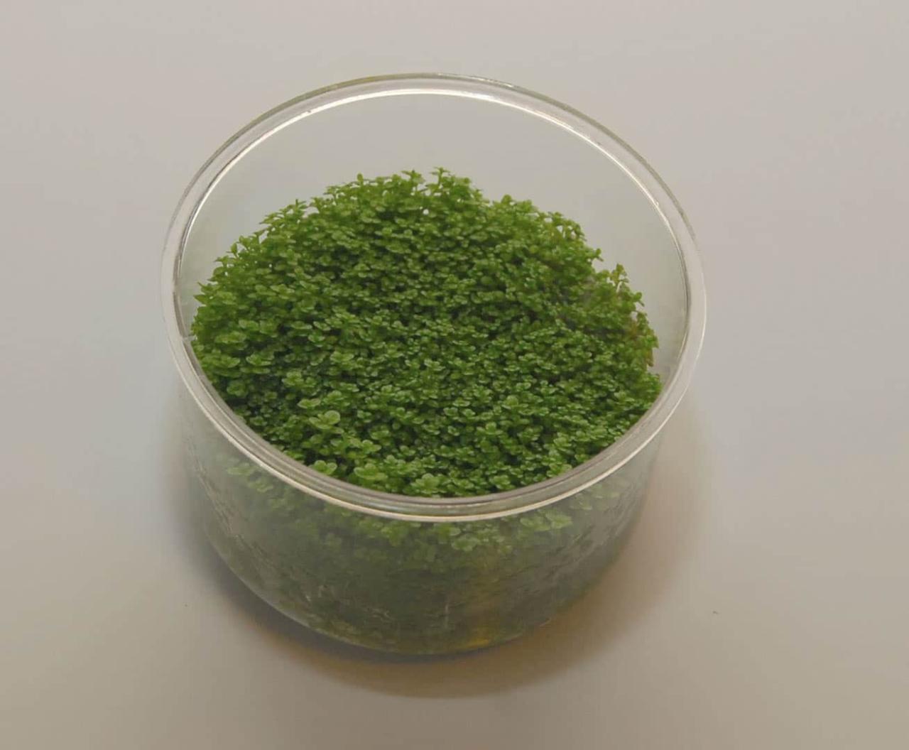 9 Steps To Safely Move an Aquarium to a New Home - KaveMan Aquatics 9 Steps To Safely Move an Aquarium to a New Home - KaveMan Aquatics