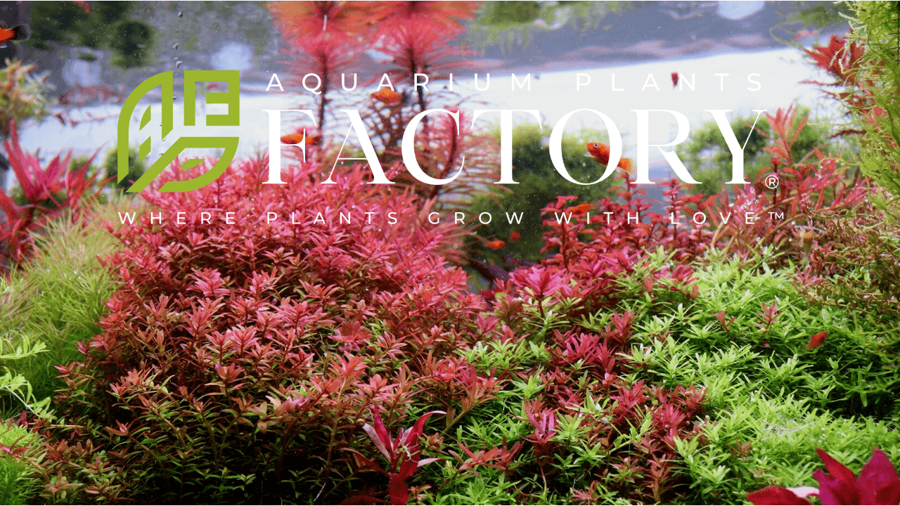 A Step-by-Step Guide to Setting Up a Successful Planted Aquarium ...