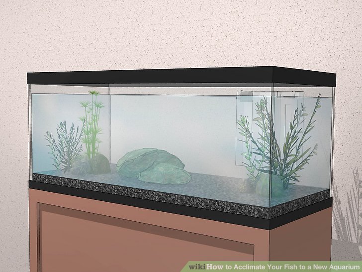3 Ways to Acclimate Your Fish to a New Aquarium - wikiHow Fitness