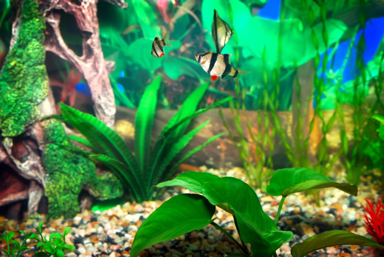 Bleach dipping /quarantining aquarium plants : r/Aquariums Bleach dipping /quarantining aquarium plants : r/Aquariums