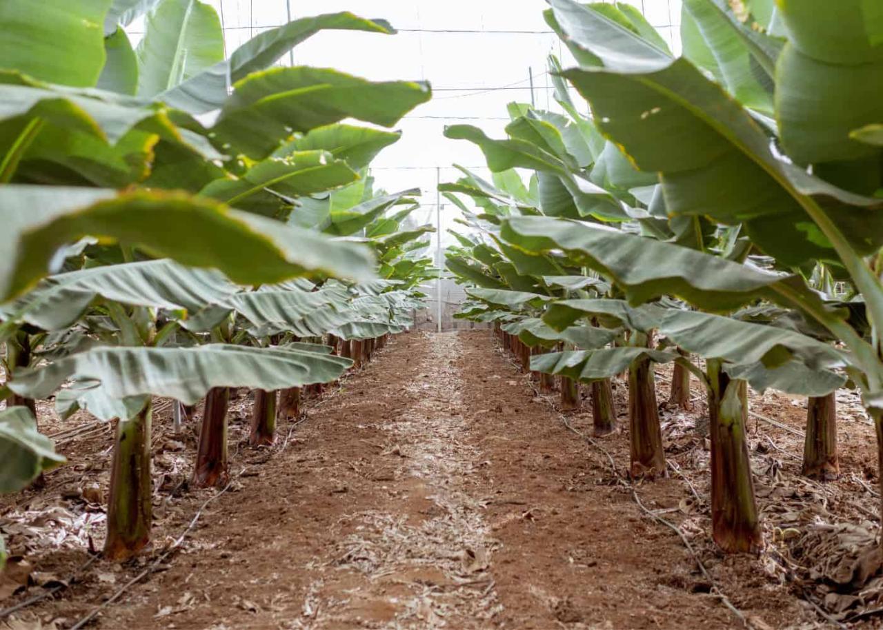 How do banana trees grow? 🍌 🌱 The journey from sprout to fruit cluster