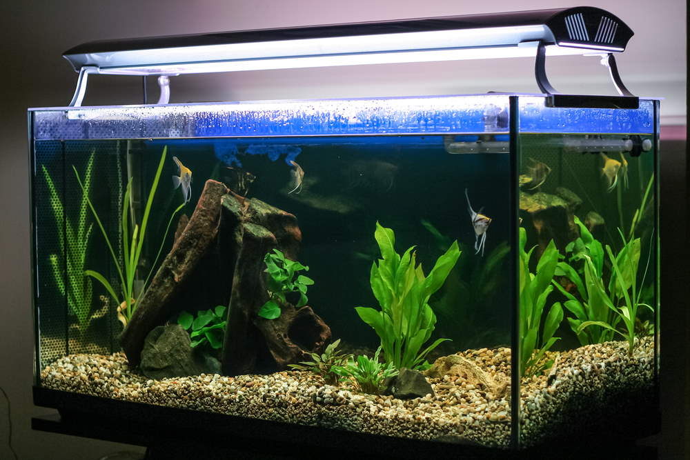 PLANTED AQUARIUM SETUP: Complete Guide To A Soil Planted Tank ...