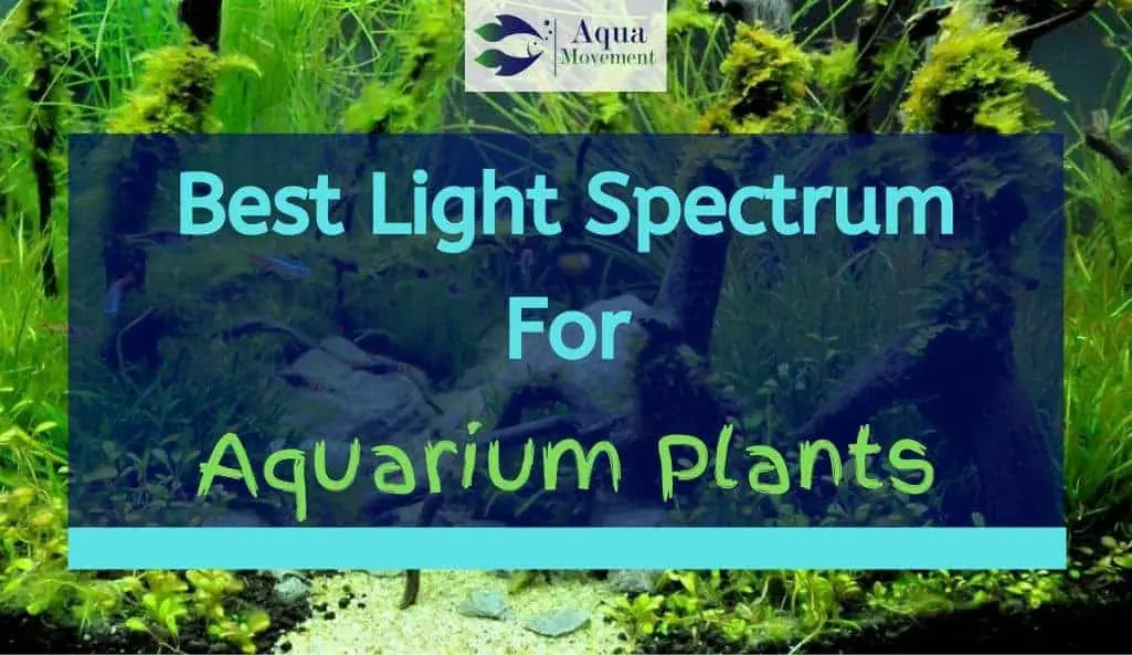 What Color Light Is Best For Aquarium Plants | Homeminimalisite.com
