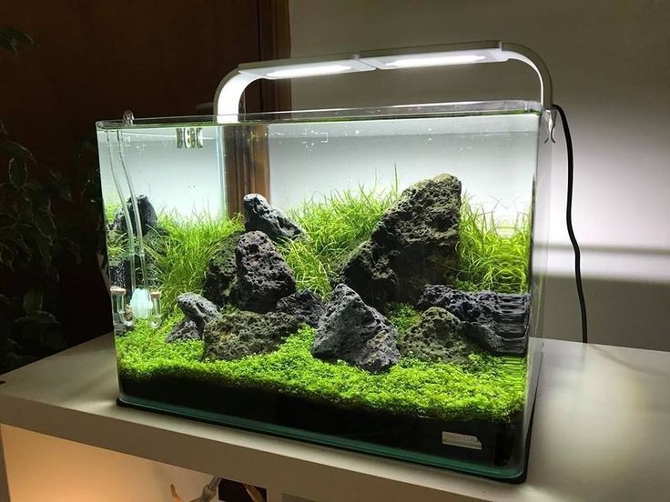 First Iwagumi : r/Aquascape