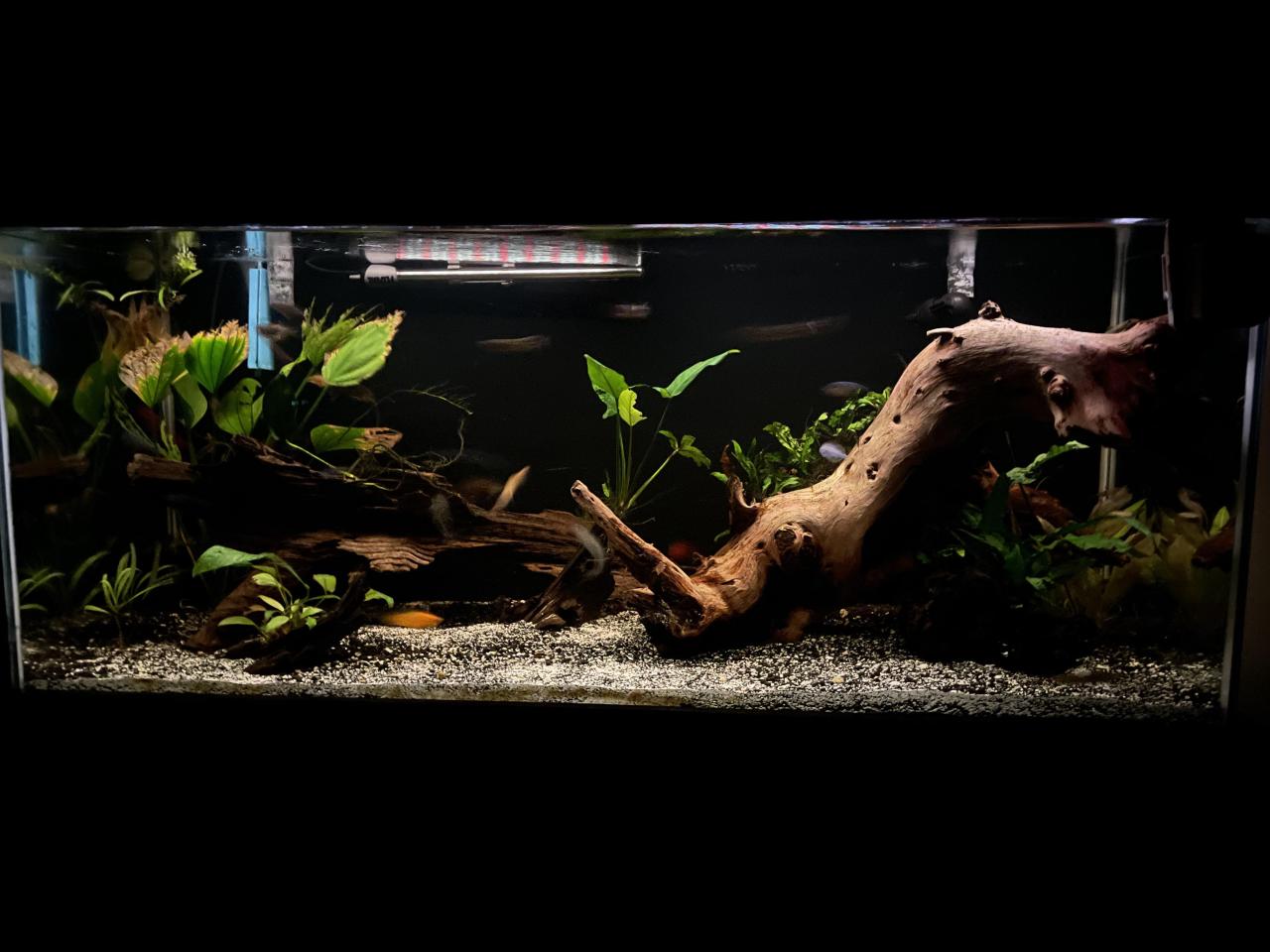 Step-By-Step Guide Starting Your First Planted Aquarium –, 59% OFF