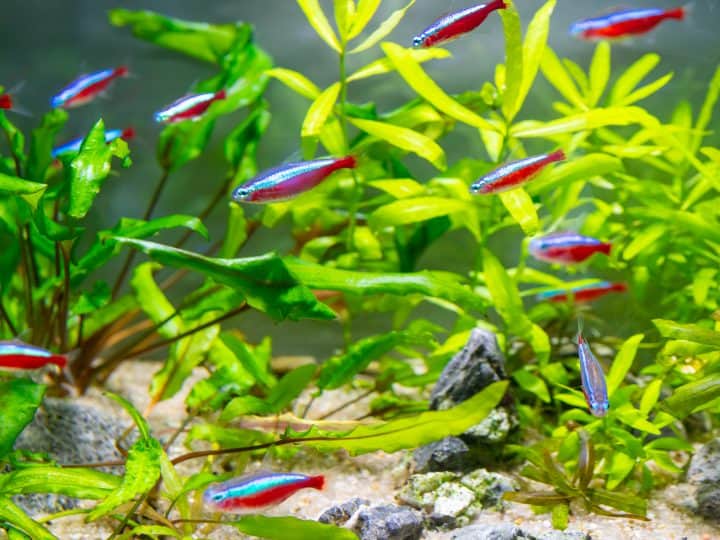 How to Propagate Aquarium Plants: All Popular Types