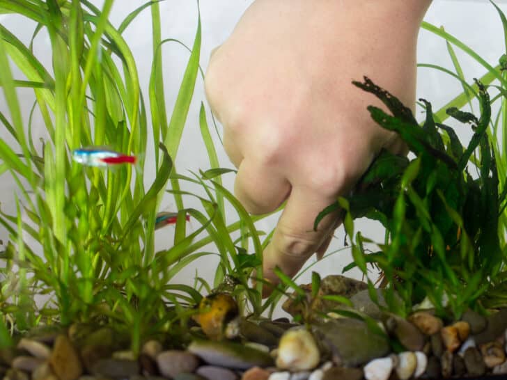 How To: Use Hydrogen Peroxide Dip for Aquarium Plants How To: Use Hydrogen Peroxide Dip for Aquarium Plants