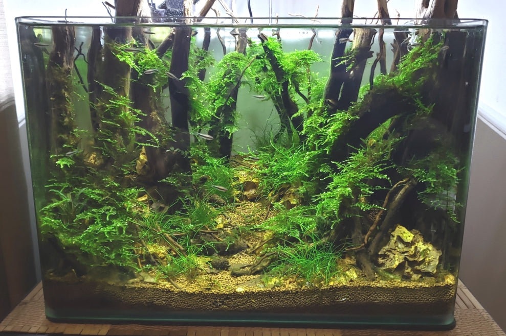 Step By Step Guide: How To Create A Forest Style Planted Aquarium ...
