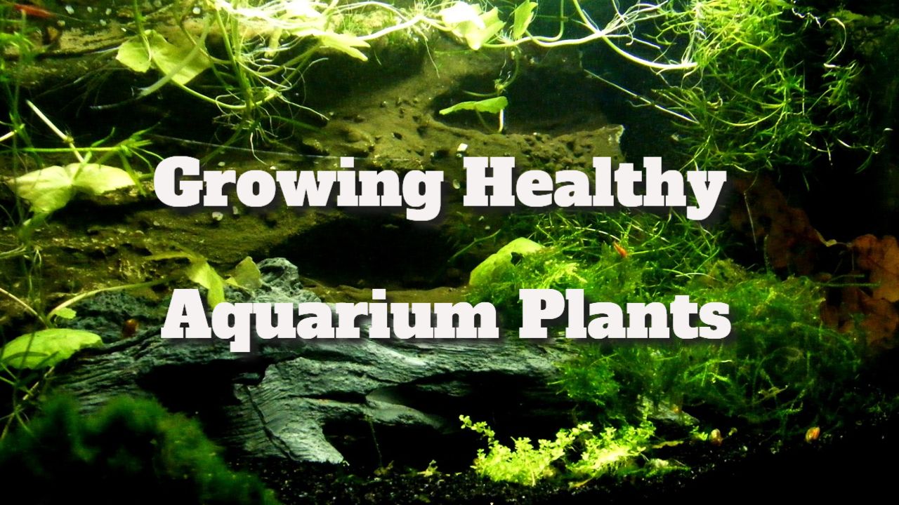 Growing Healthy Aquarium Plants Growing Healthy Aquarium Plants